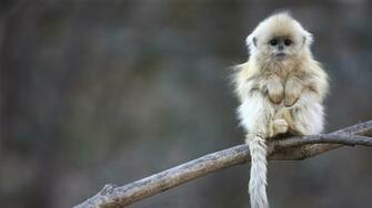 Cute Monkey Wallpaper