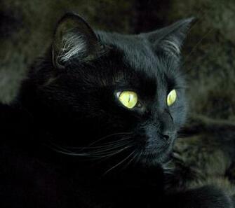 Black Cat Android Wallpaper For