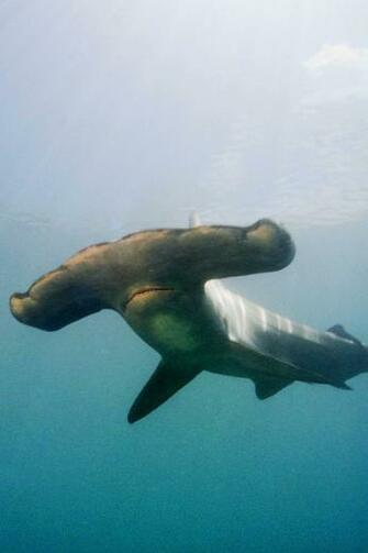 Hammerhead Shark iPhone Wallpaper
