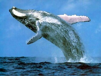 Blue Whale Wallpaper
