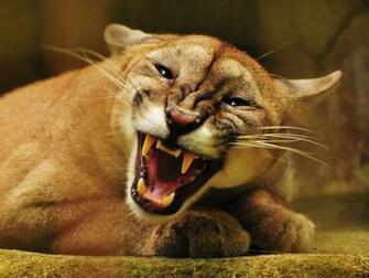 Animals Puma Wallpaper Mountain Lions