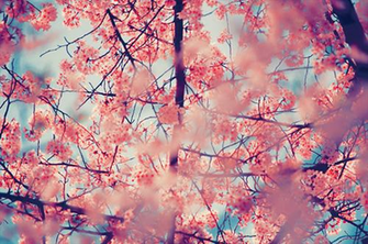 Displaying Gallery Image For Spring Flowers