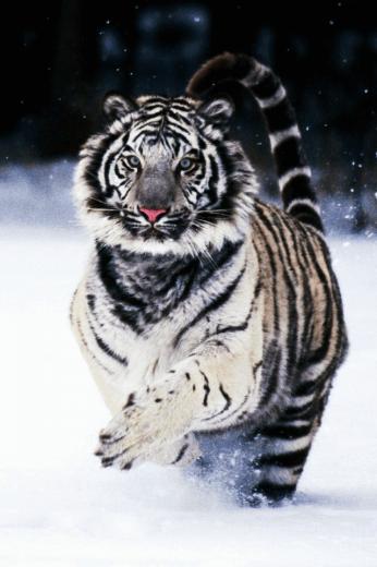 Big Cats Screensaver