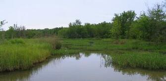 Wetlands Plant Diversity Bot317