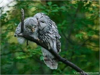 Animal Planet Owls In Love High Resolution