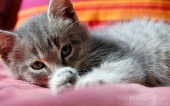 Net Autumn Tabby Cute Cat Desktop Background Wallpaper