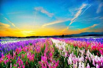 Field Of Flowers Wallpaper