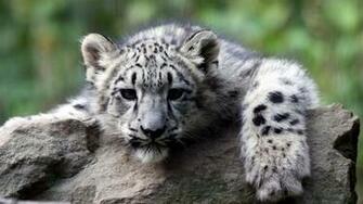 Lovely Baby Tiger Wallpaper