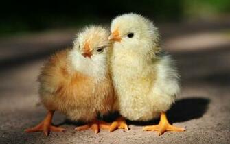 Birds Chicks Wallpaper Chickens Baby