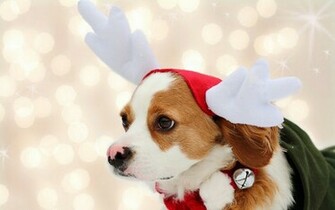Cute Puppies Christmas Wallpaper For Desktop With