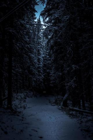 Dark Forest Pictures HD Image