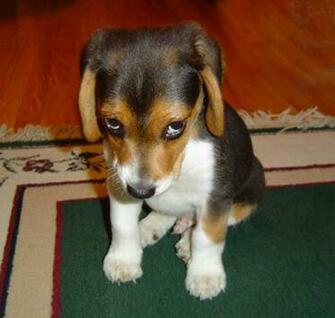 Beagle Wallpaper Dogs Desktop