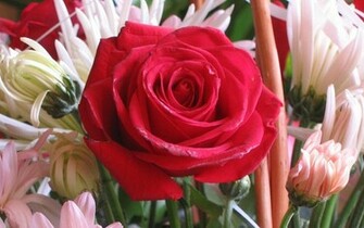 Love Rose Flower Wallpaper HD For Walls Mobile Phone
