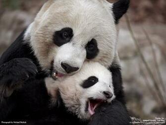 Baby Panda Wallpaper HD Background Image Pictures