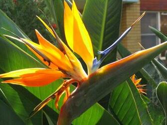 Flower Market Bird Of Paradise Pictures
