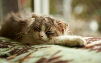 Sleeping Cat Wallpaper