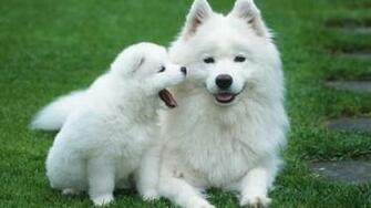 Cute Animals Wallpaper With Quotes