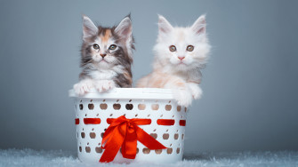 Maine Coon Kittens UHD 4k Wallpaper