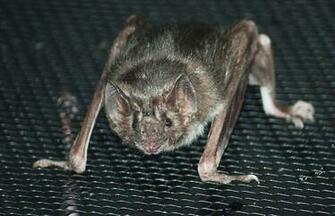 Vampire Bat Pictures Wallpaper Of