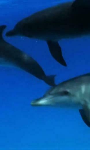 Dolphins Live Wallpaper For Your Android Phone