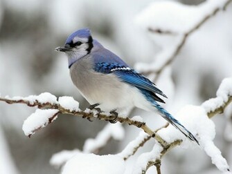 Blue Jay Animals Wallpaper