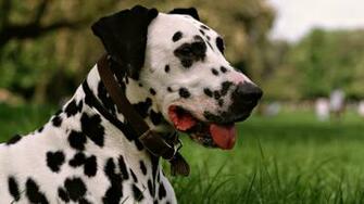 Dalmatian Wallpaper Image
