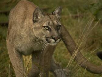 Cougar Puma HD Wallpaper Pictures Image Background