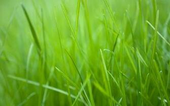 Green Grass HD Wallpaper