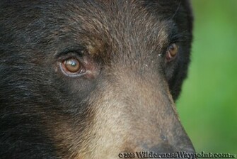 Black Bear Eyes