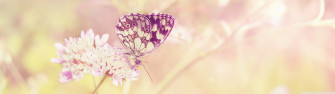 Dual Monitor Screen Multi Multiple Butterfly Papillon Nature