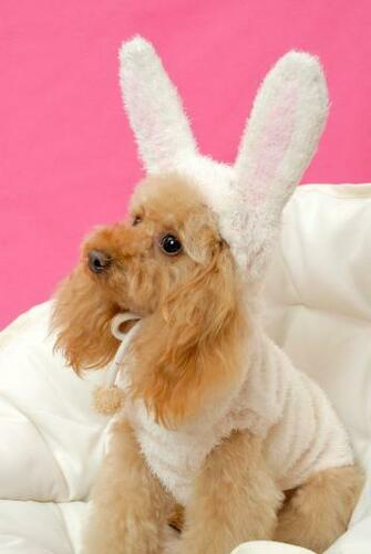 Cuddly Poodle Wallpaper By Bubupoodle