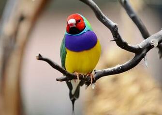 Closeup Photography Of Gouldian Finch Perching On Branch HD