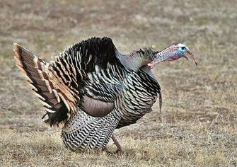 Wild Turkey Photos Pictures