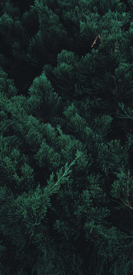 Trees iPhone Wallpaper