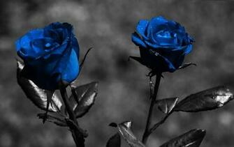 Blue Rose Wallpaper HD Pictures One