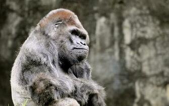 Grumpy Silverback Wallpaper Background