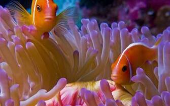 Animals Wallpaper