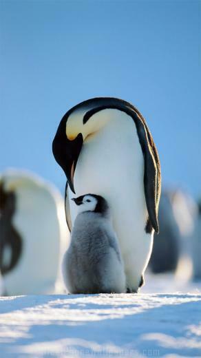 Cute Penguin iPhone Wallpaper Top