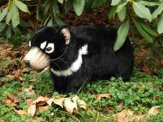 The Tasmanian Devil Animal Photo HD Wallpaper High Quality