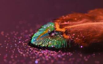 Wallpaper Of Peacock Feathers HD