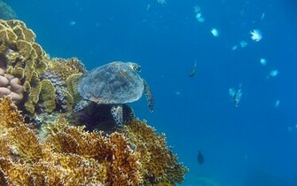 Sea Life Wallpaper