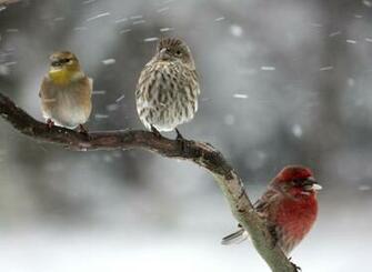 Bird Zing Jpg