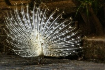 White Peacock X Animals Desktop Wallpaper Miriadna