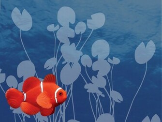 Wallpaper Db Clownfish Background
