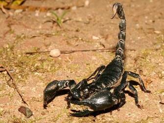 Scorpion Wallpaper HD