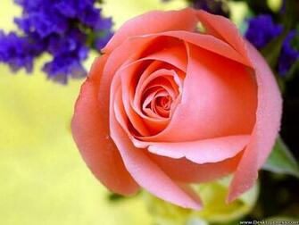 Home Desktop Wallpaper Flowers Gardens Background Big Rose