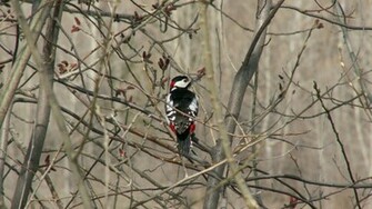 Woodpecker Wallpaper