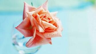 Best Flower Wallpaper Flowers