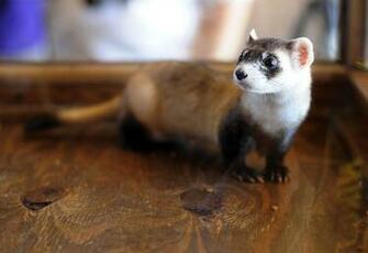 Black Footed Ferret Babies In Zoo HD Wallpaper