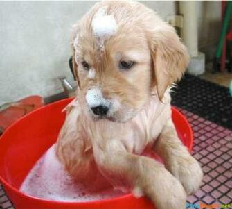 Cute Puppy Dog Wallpaper Names Male Costumes